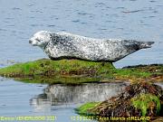 19 - Foca a riposo - Seal at rest